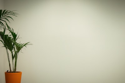 国际公证认证的常见适用场景与文件类型