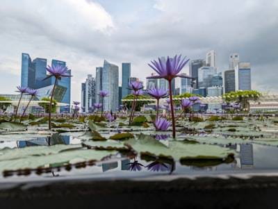 新加坡公司注册类型概览
